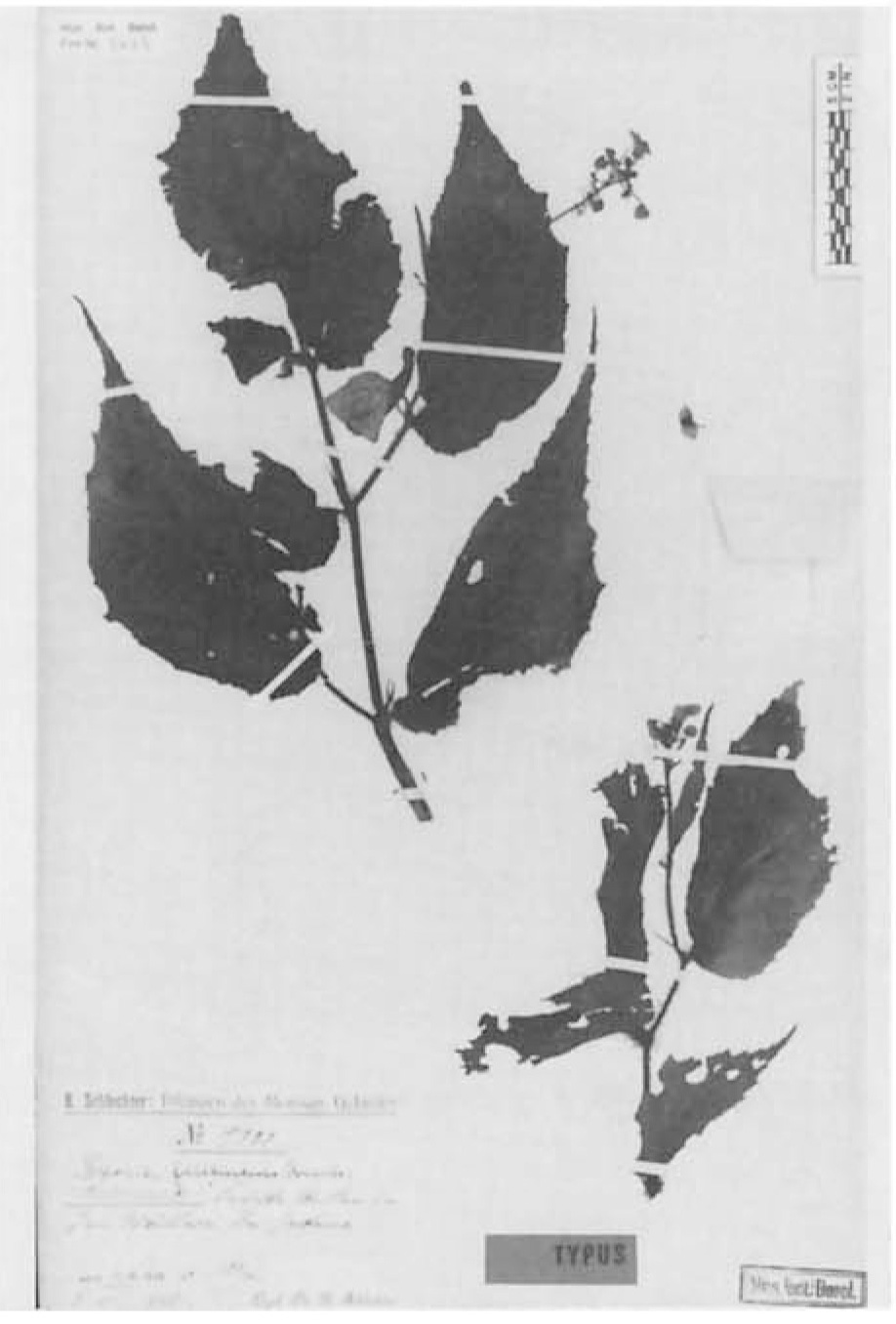 B. filibracteosa